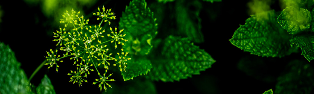 growing herbs indoors without sunlight main photo