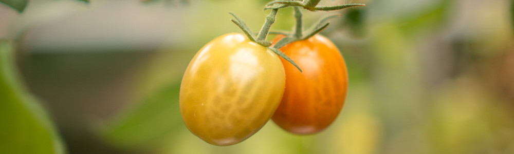 growing tomatoes indoors