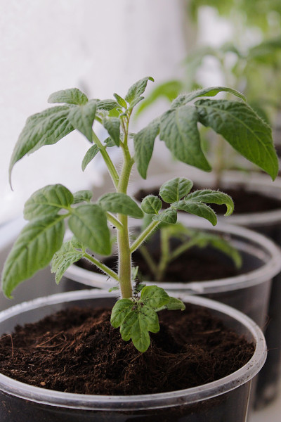 tomato seedlings growing in pots