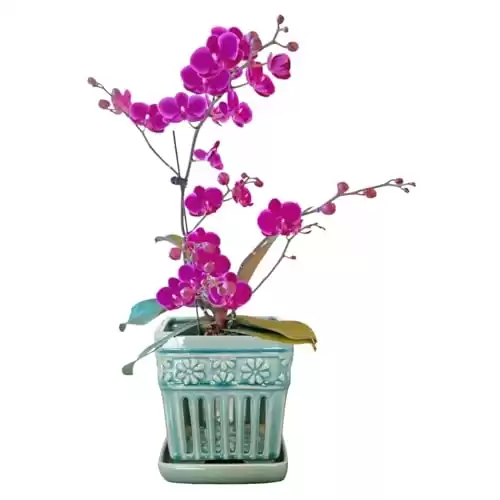 SUADEN Orchid Pots with Holes | 5" Ceramic Orchid Planter with Attached Saucer and Drainage Holes | Glazed Pottery Small Flower Pot for Repotting Orchids（Blue）