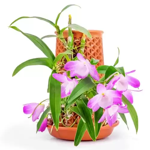 Terracotta Orchid Pot